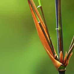 Bambu Fargesia scabrida Asian W.
